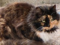 Отдых с животными в Крыму