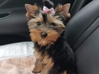 Отдых с животными в Крыму